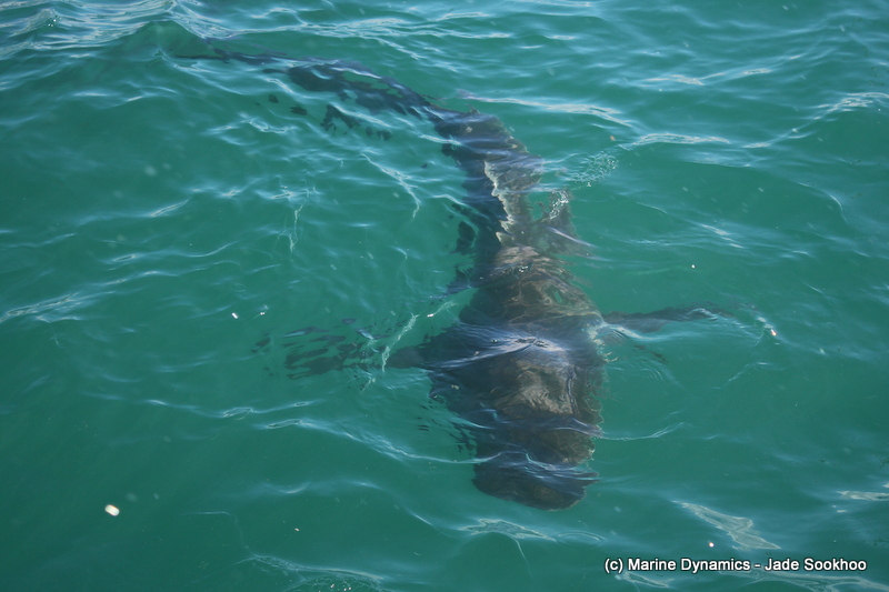 Bronze Whaler shark, South Africa