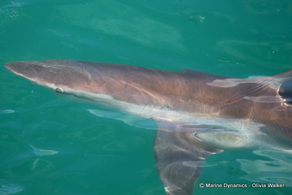 Bronze Whaler shark, South Africa