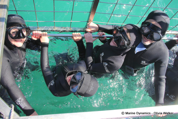 shark cage diving, South Africa