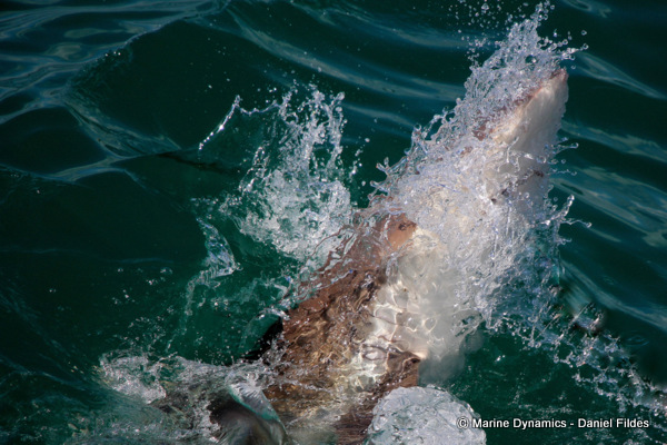 Bronze Whaler shark, South Africa