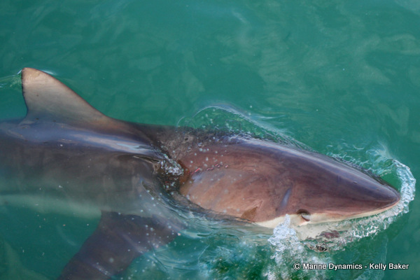 Bronze Whaler shark, South Africa