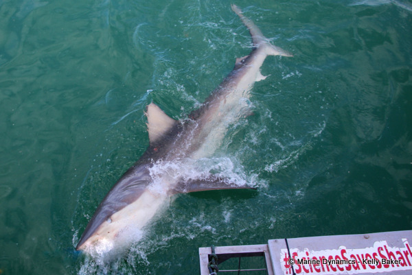 Bronze Whaler shark, South Africa