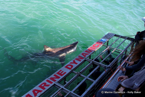 Bronze Whaler shark, South Africa