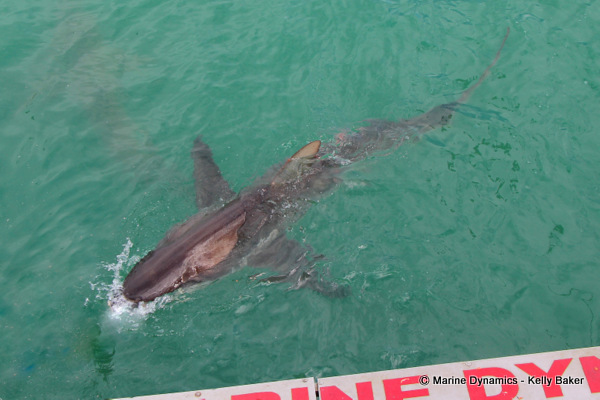 Bronze Whaler shark, South Africa