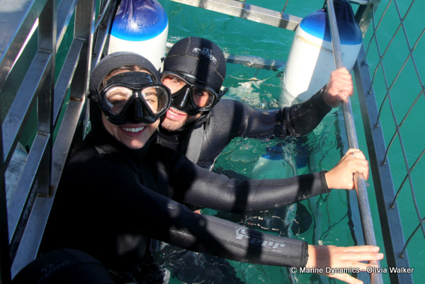 shark cage diving, South Africa