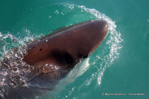 Bronze Whaler shark, South Africa