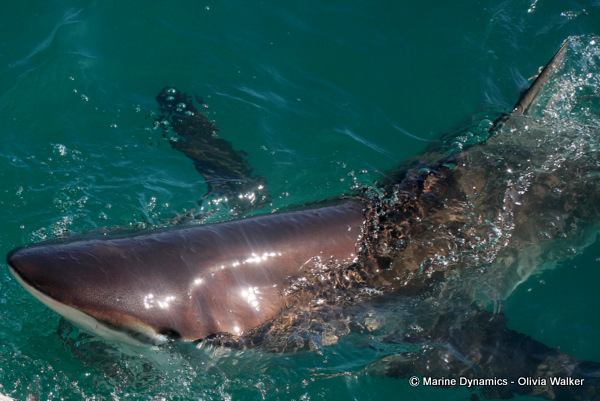 Bronze Whaler shark, South Africa