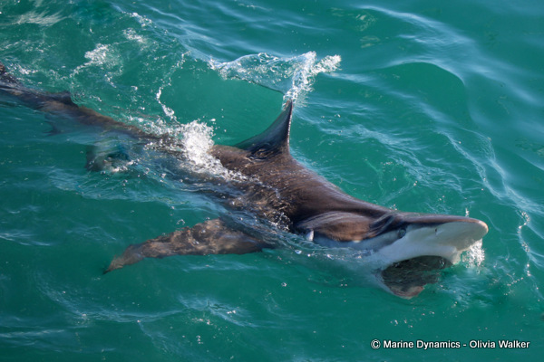 Bronze Whaler sharks, South Africa