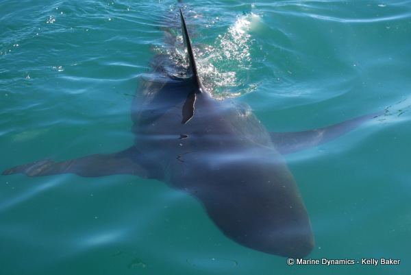 Bronze Whaler sharks, South Africa