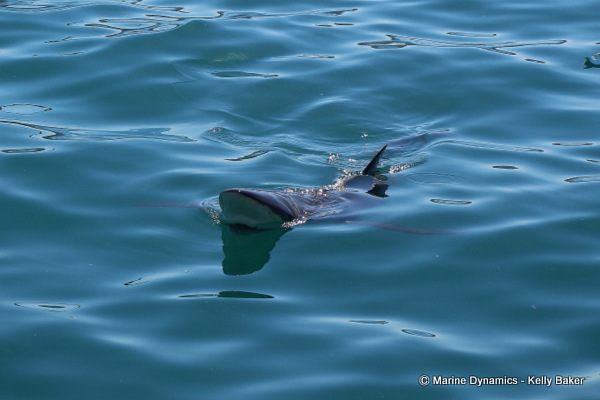 Bronze Whaler sharks, South Africa