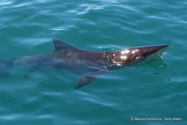 Bronze Whaler sharks, South Africa