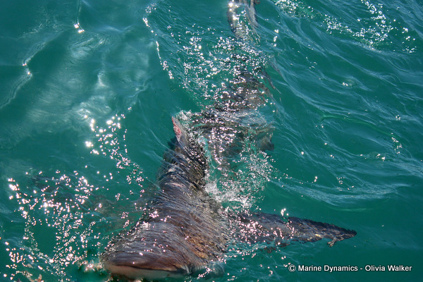 Bronze Whaler sharks, South Africa