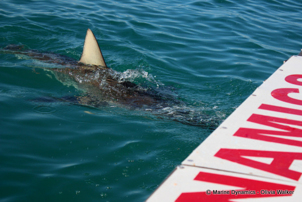 Bronze Whaler sharks, South Africa