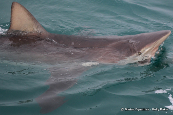 Marine dynamics Gansbaai South Africa Bronze Whaler shark