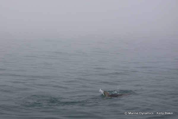 Marine Dynamics Gansbaai Bronze Whaler shark