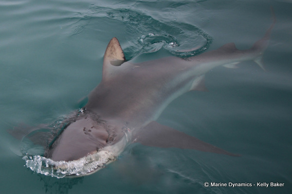 Marine Dynamics Gansbaai Bronze Whaler shark