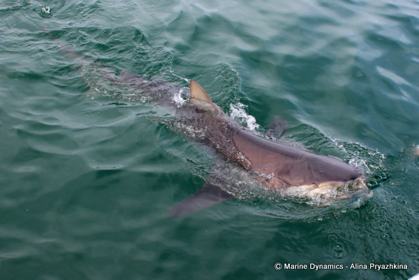 Gansbaai Bronze whaler