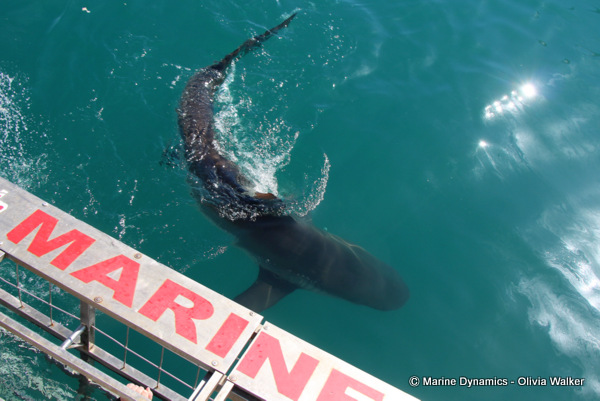 Bronze Whaler shark, South Africa