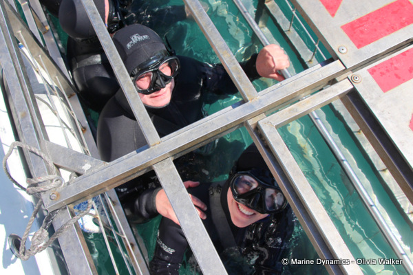 shark cage diving, South Africa