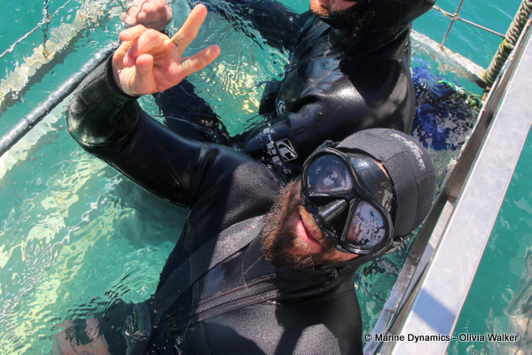 shark cage diving, South Africa