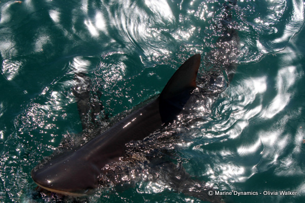 Bronze Whaler shark, South Africa