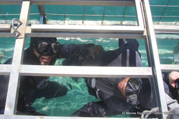 shark cage diving, South Africa