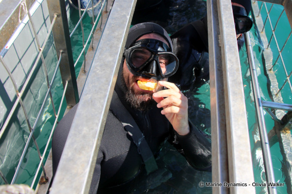 shark cage diving, South Africa