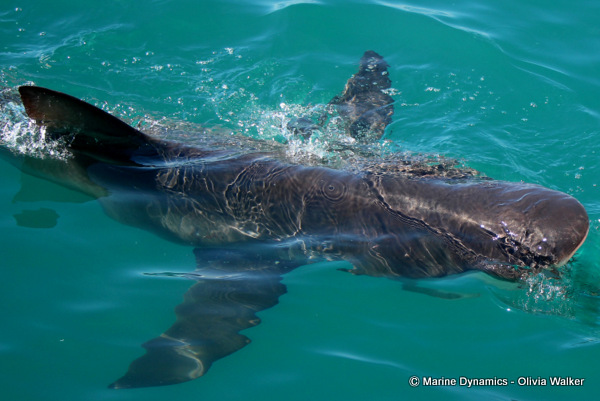 Bronze Whaler shark, South Africa
