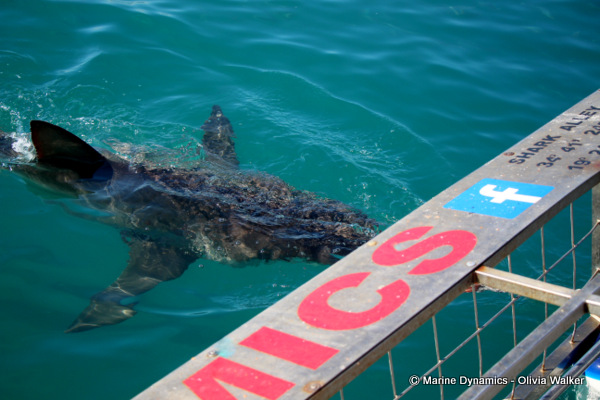 Bronze Whaler shark, South Africa