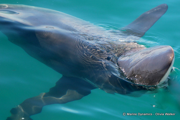 Bronze Whaler shark, South Africa