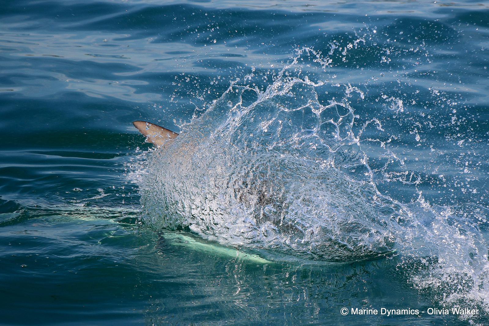 Bronze Whaler shark, South Africa