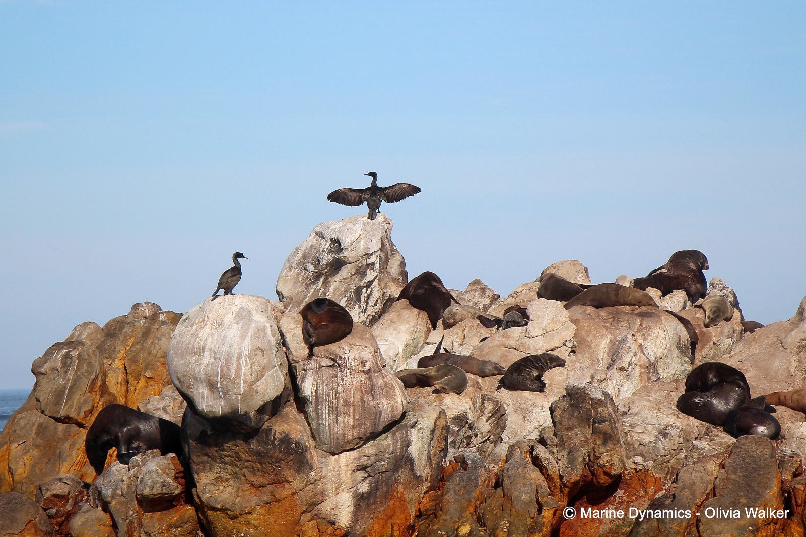 Bank Cormorant, Cape Fur seals, South Africa