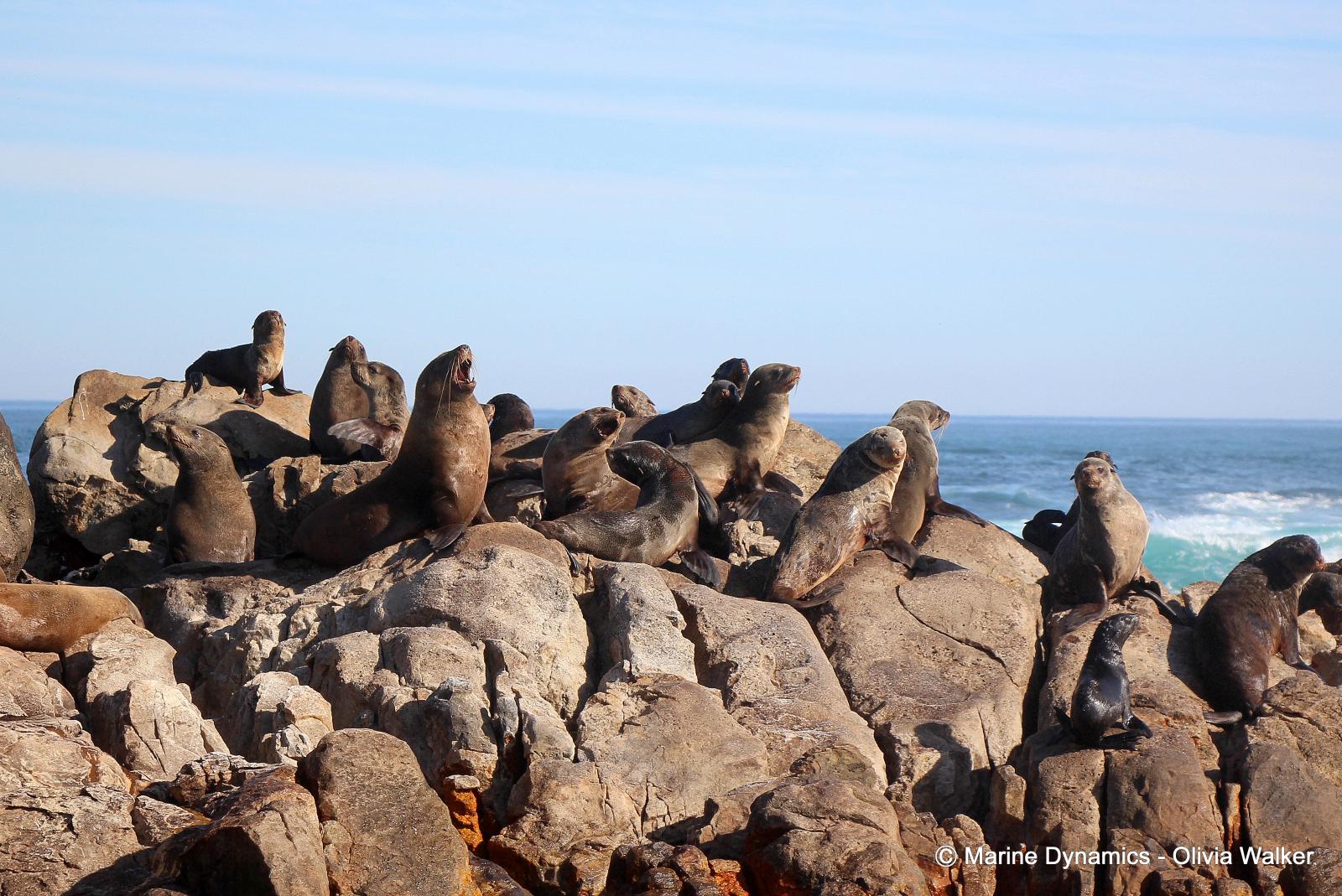 Cape Fur seals, South Africa