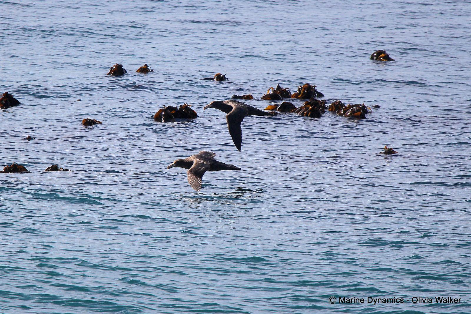 Giant Petrel, South Africa