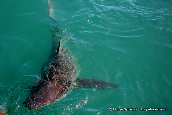Bronze whaler shark
