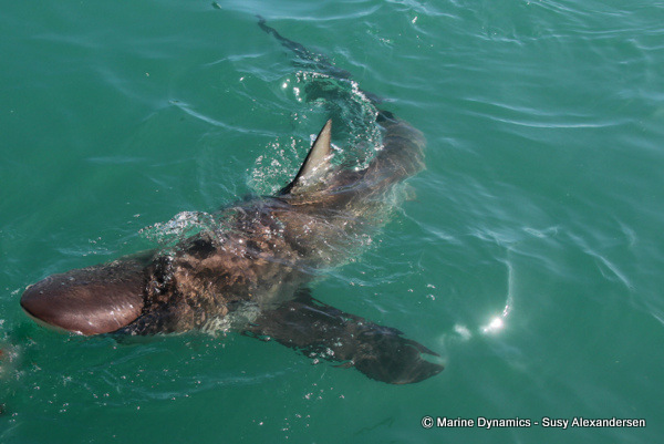 Bronze whaler shark