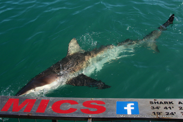Bronze whaler shark