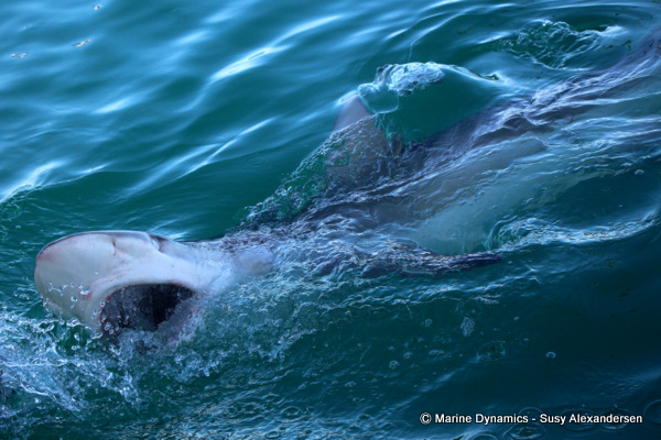 Bronze whaler shark