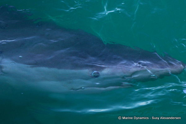 Bronze whaler shark