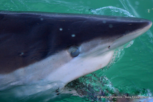 Bronze whaler shark