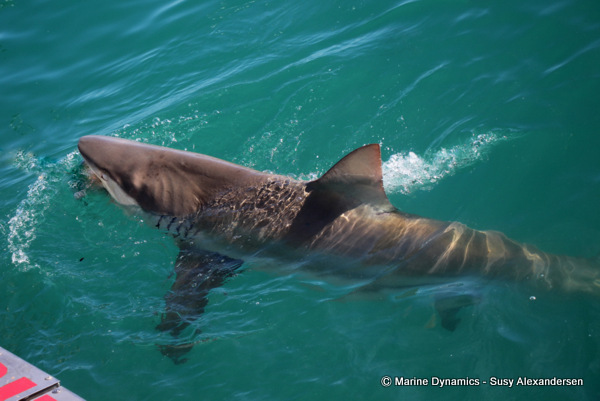 Bronze whaler shark