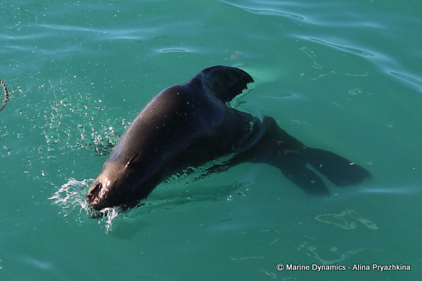 cape fur seal gansbaai south africa