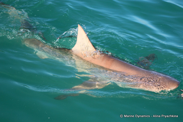 bronze whaler, gansbaai, south africa