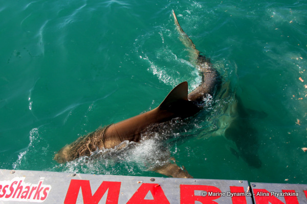 bronze whaler