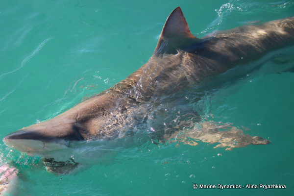bronze whaler gansbaai south africa
