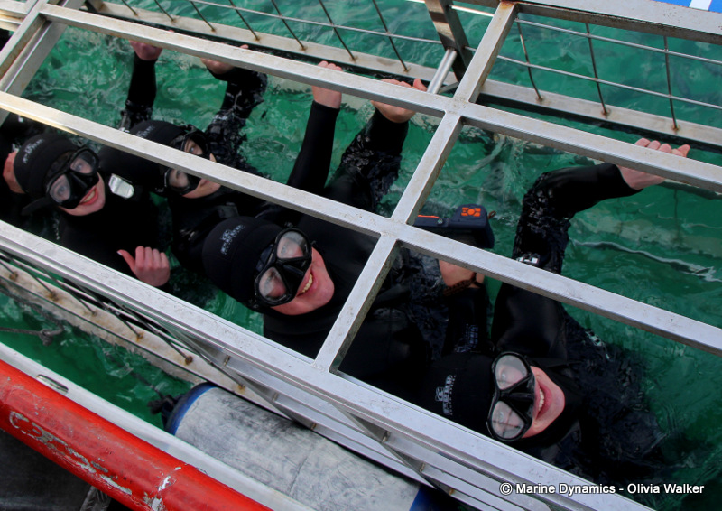 Shark cage Diving, South Africa