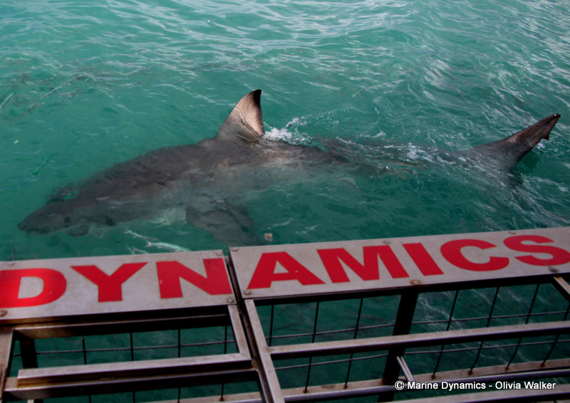 Shark cage Diving, South Africa