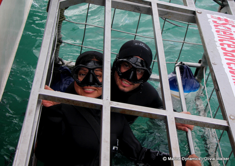 Shark cage Diving, South Africa