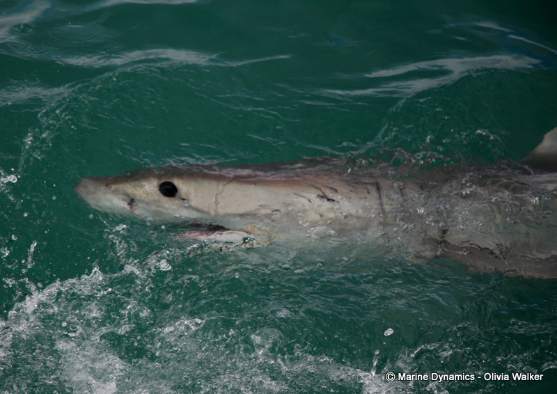 Shark cage Diving, South Africa