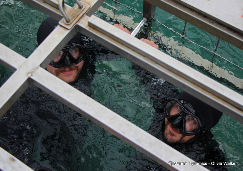 Shark cage Diving, South Africa